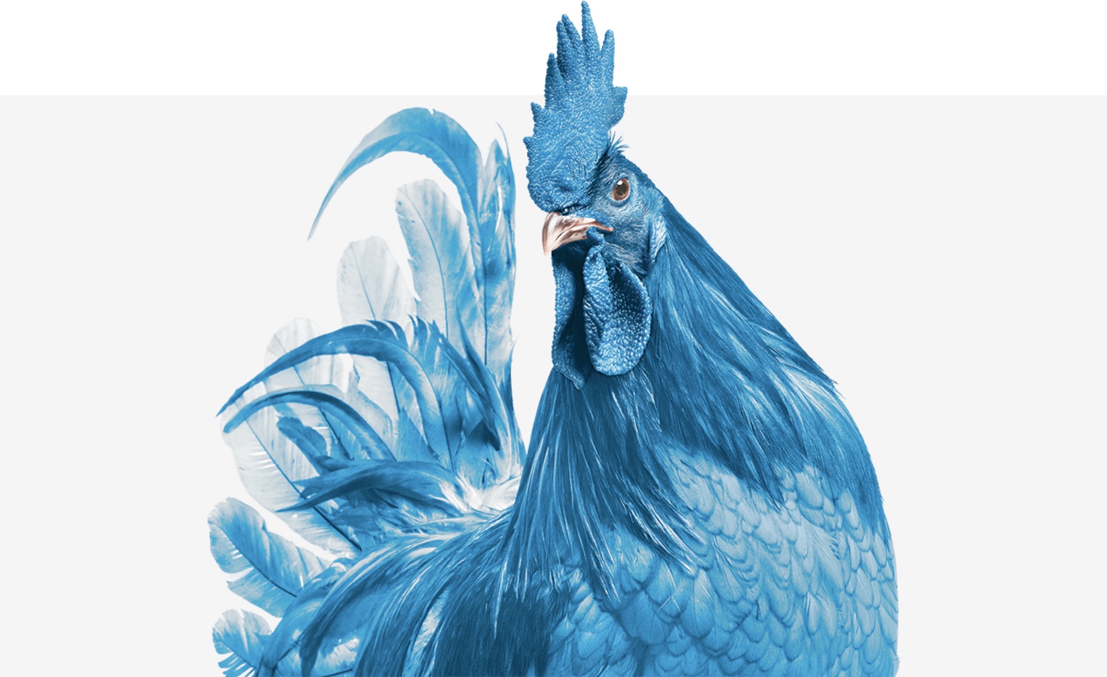 Photograph of a blue hen.