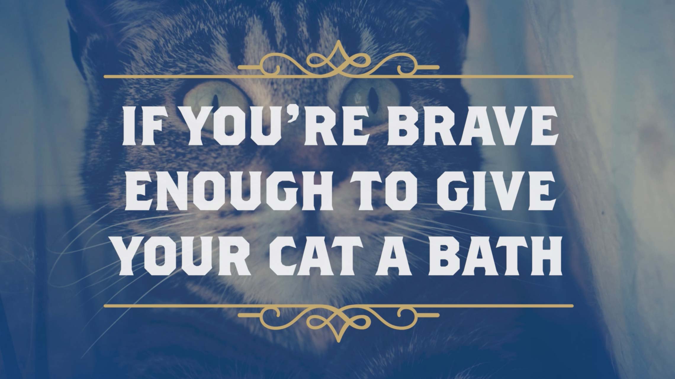 "If you're brave enough to give your cat a bath." Click to watch the video.